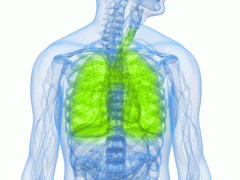 240x180-equal_img_human-lungs