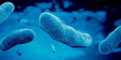 Бактерии-активируют-противоопухолевый-иммунитет