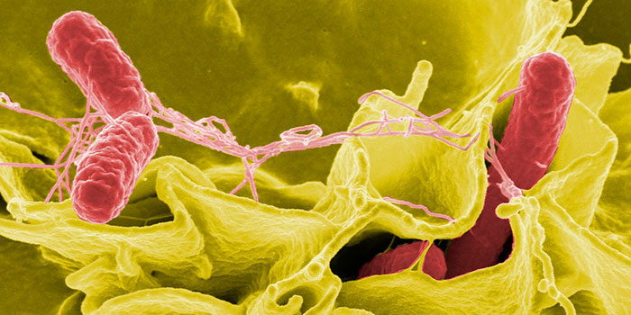 Бактерии-способствуют-метастазированию-рака