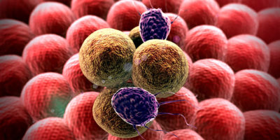 Лейкоциты-уничтожают-раковые-клетки