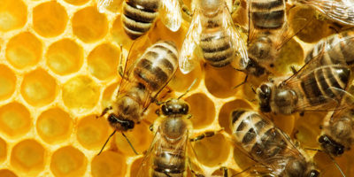Пчелиный-яд-убивает-раковые-клетки
