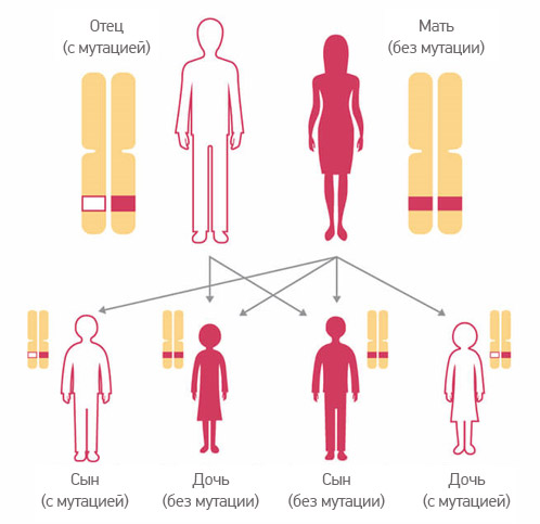 Анализ крови на мутации генов brca1 и brca2