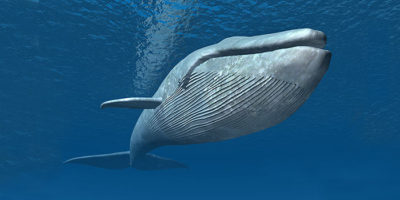 Механизмы противораковой защиты у китов