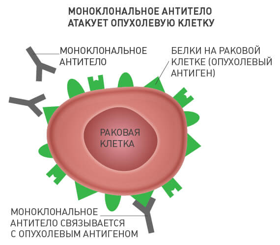 Иммунотерапия при раке желудка в россии
