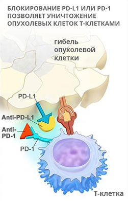 Анализ крови на pdl 1 рецепторы где сделать в москве thumbnail