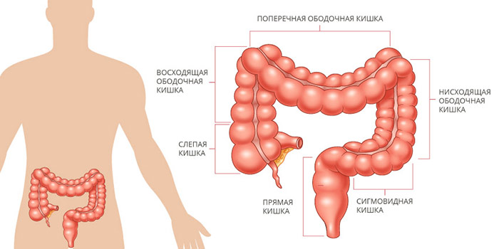Рак желудка пищевода поперечной ободочной кишки