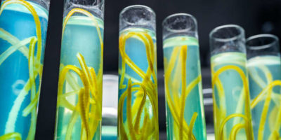 Сахар из морских водорослей активирует иммунные реакции, подавляющие рост меланомы