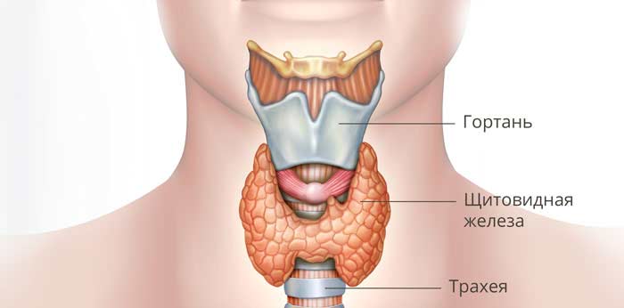 Какие показания к операции на щитовидную железу