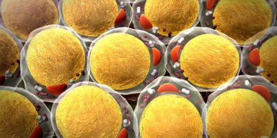 жировые клетки доставляют топливо онкологии